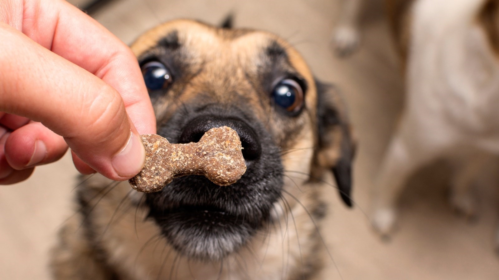 Zašto su toliko izbirljivi oko hrane? Da mogu, ljubimci bi vam rekli ovo