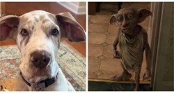18 milijuna pregleda: Ovaj psić izgleda gotovo identično liku iz Harryja Pottera