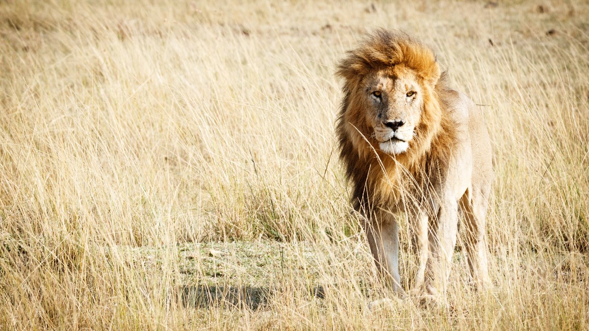 Biste li se usudili ući u ovaj kavez i biti toliko blizu lavovima?