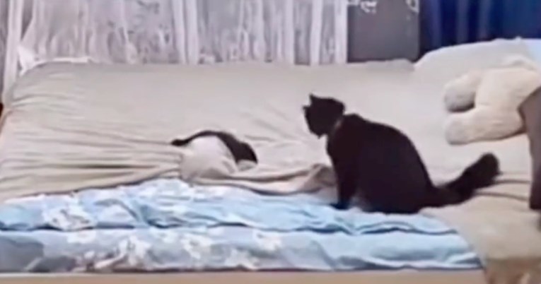 Mačić napravio nered na krevetu, njegova mama odmah uskočila i popravila situaciju