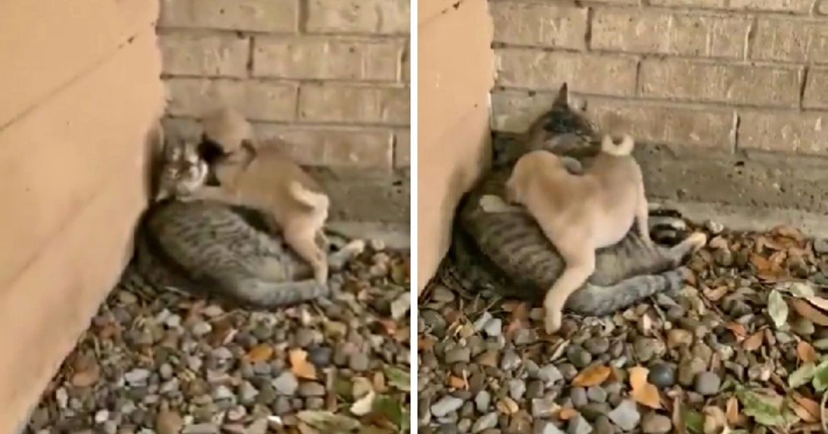 Štenac odlučio pokazati svojoj prijateljici mački koliko je voli, video je presladak