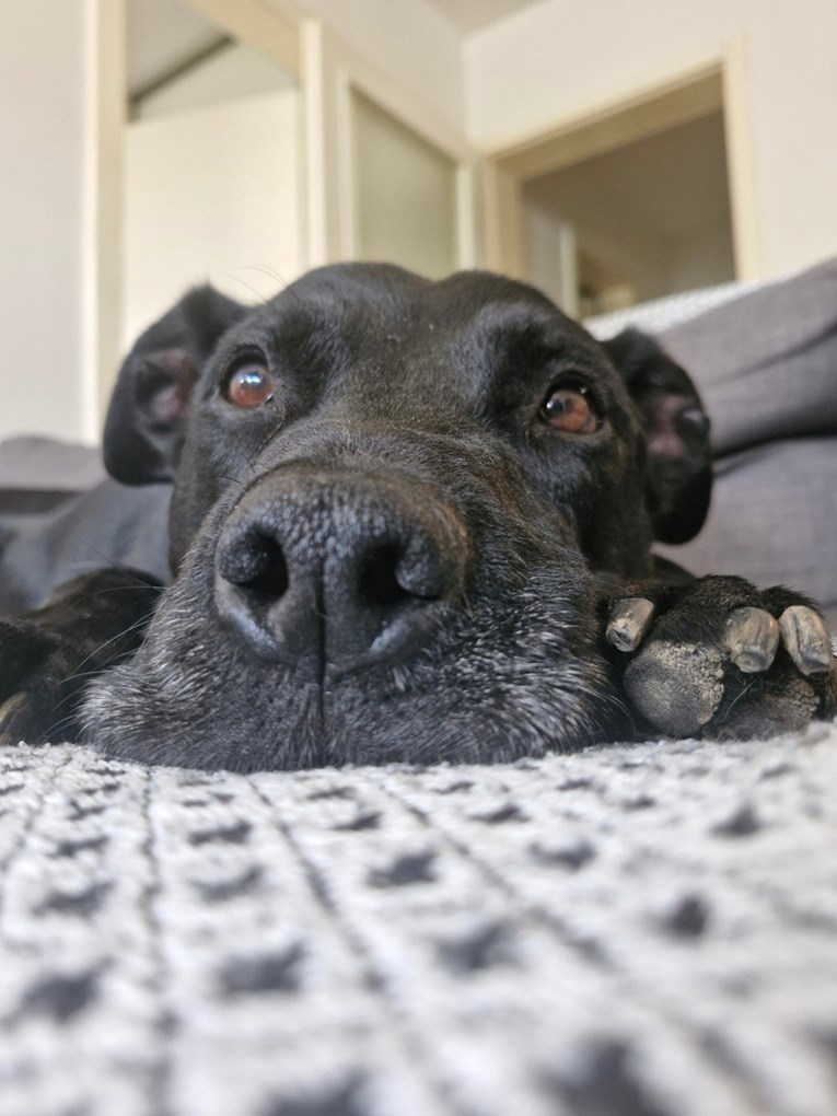 Max traži novi dom nakon gubitka vlasnika. Hoćete li mu pružiti priliku?