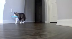 Vlasnik se skoro vratio s odmora nakon što je na kameri vidio što njegova mačka radi