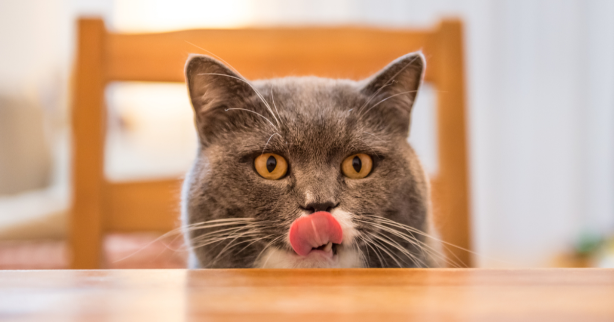 Kako naučiti mačku da ne skače na stol