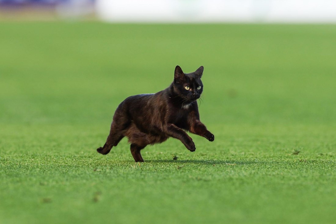 Crna mačka uletjela na travnjak usred utakmice Hajduka i Dinama na Poljudu