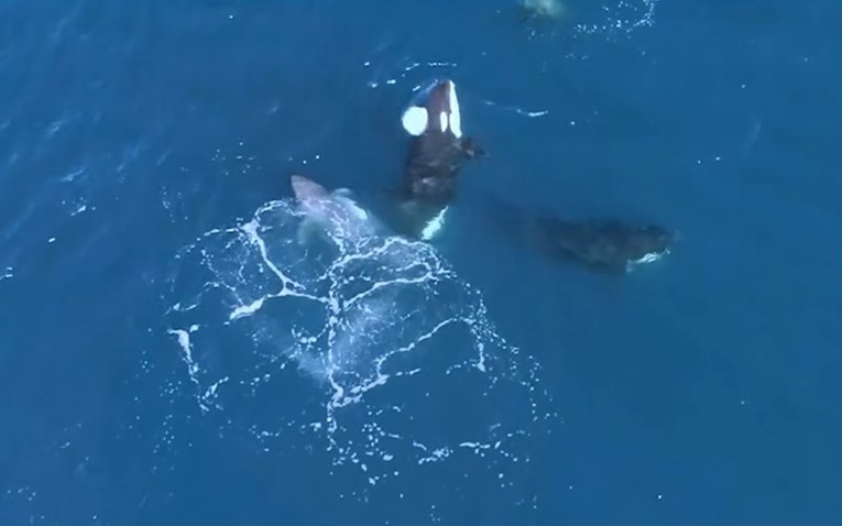 VIDEO Orke ubijaju velike bijele psine i jedu im jetru