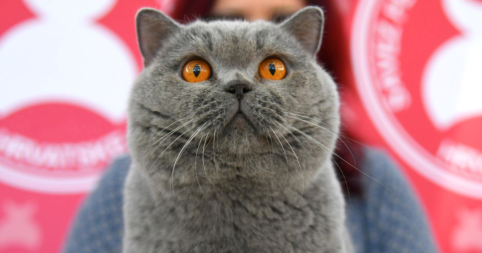 FOTO (Najslađa galerija dana) U Bjelovaru se okupile preslatke mace