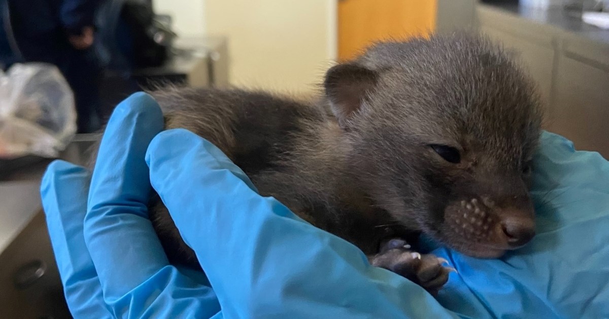 Žena mislila da je spasila mačiće, iznenadila se kada ih je dovela u sklonište