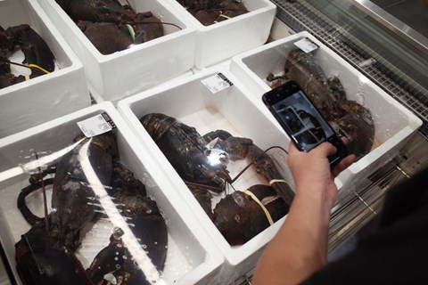 U SAD-u ukradena pošiljka jastoga vrijedna 400.000 dolara