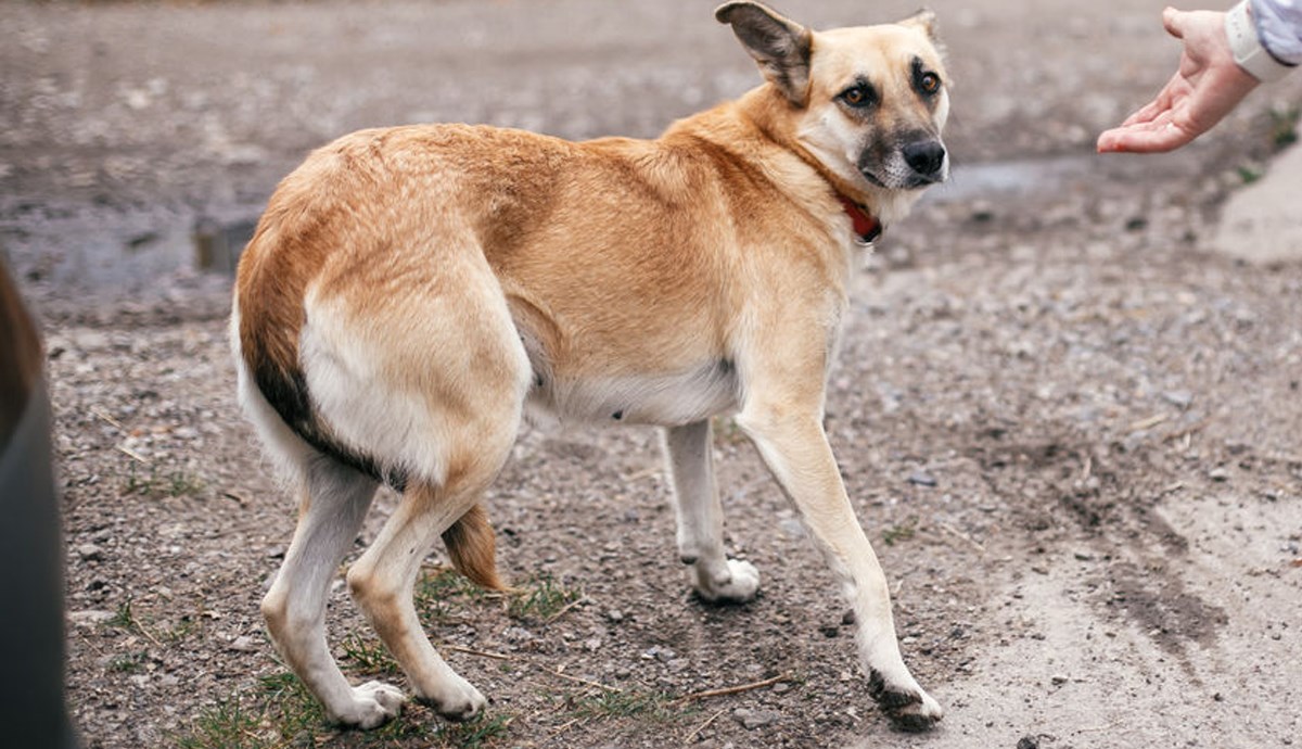 Kako umiriti nervoznog ili uplašenog psa?