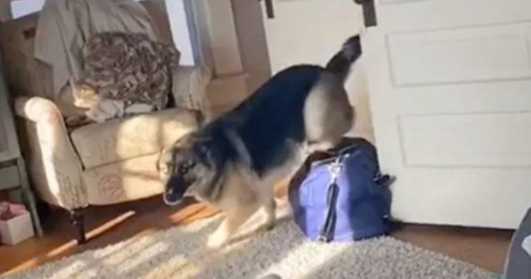 Pas poludio od sreće kada je vidio da se vlasnica vratila kući, snimka je hit
