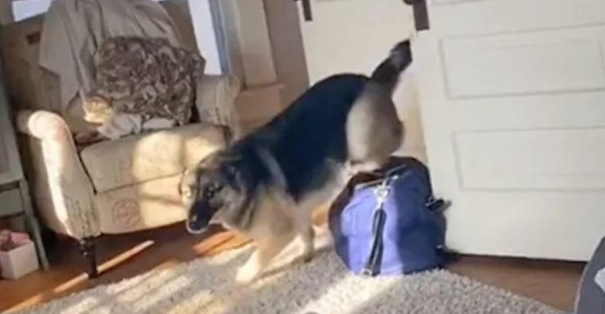 Pas poludio od sreće kada je vidio da se vlasnica vratila kući, snimka je hit