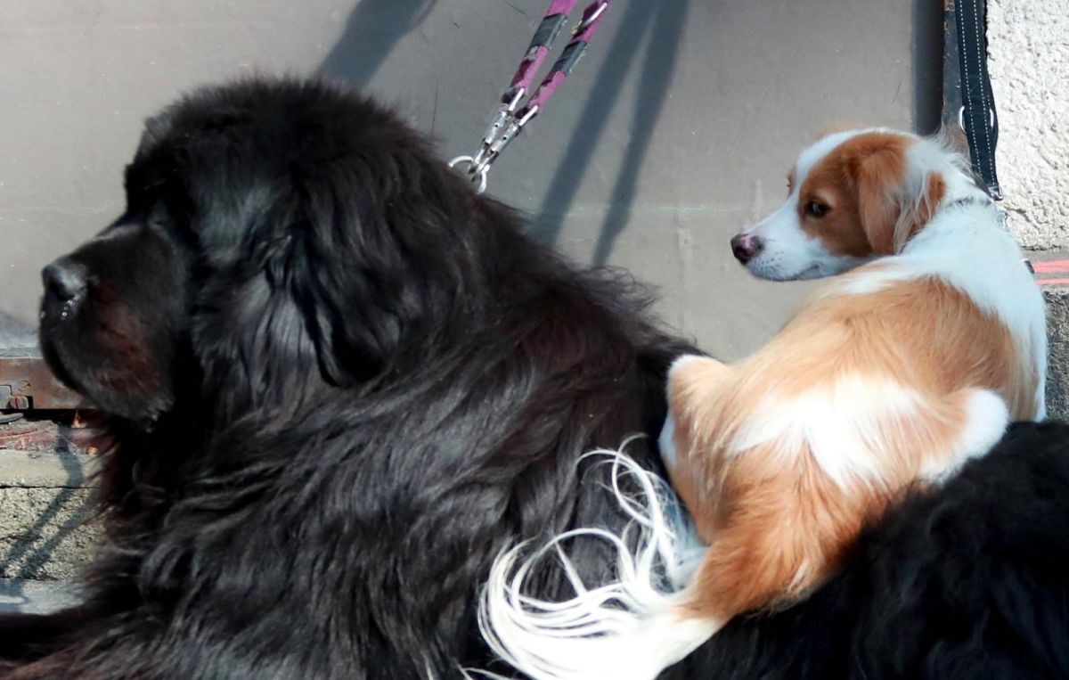 Prava uživancija: Psić u Zagrebu iskoristio veličinu svojeg prijatelja i zalegnuo