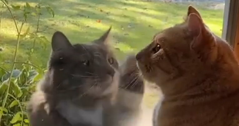 Snimka mačke kako pokušava privući pozornost druge je hit: "Ovako se ignorira..."
