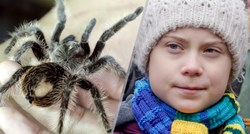 Njemački znanstvenik nazvao novu vrstu pauka po Greti Thunberg