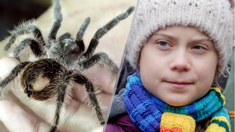Njemački znanstvenik nazvao novu vrstu pauka po Greti Thunberg