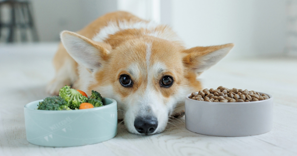 Najbolje i najgore namirnice za pse, prema veterinaru