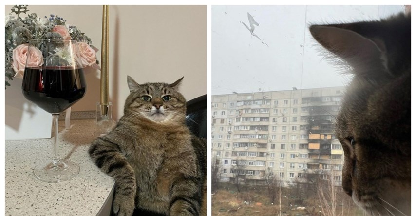 Mačak Stepan vratio se u ukrajinski Harkiv nakon mjeseci izbjeglištva