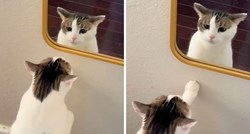 Mačak prvi put vidio ogledalo, reakcija šokirala vlasnika