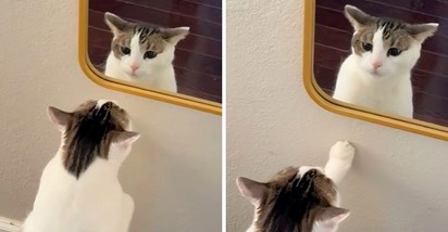 Mačak prvi put vidio ogledalo, reakcija šokirala vlasnika