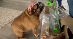 12 milijuna pregleda: Obitelj psu poklonila skateboard, on nije skrivao uzbuđenje