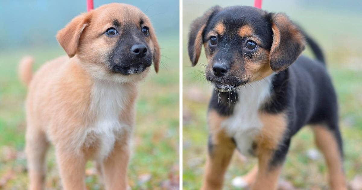 Netko je na hladnoći ostavio pet štenaca u kutiji, sada su u zagrebačkom azilu