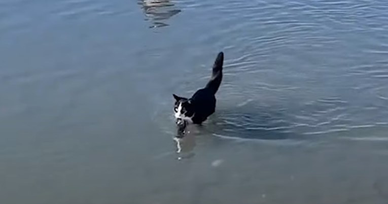 Neobična mačka obožava plažu: Pliva, trči i zabavlja se kao pas