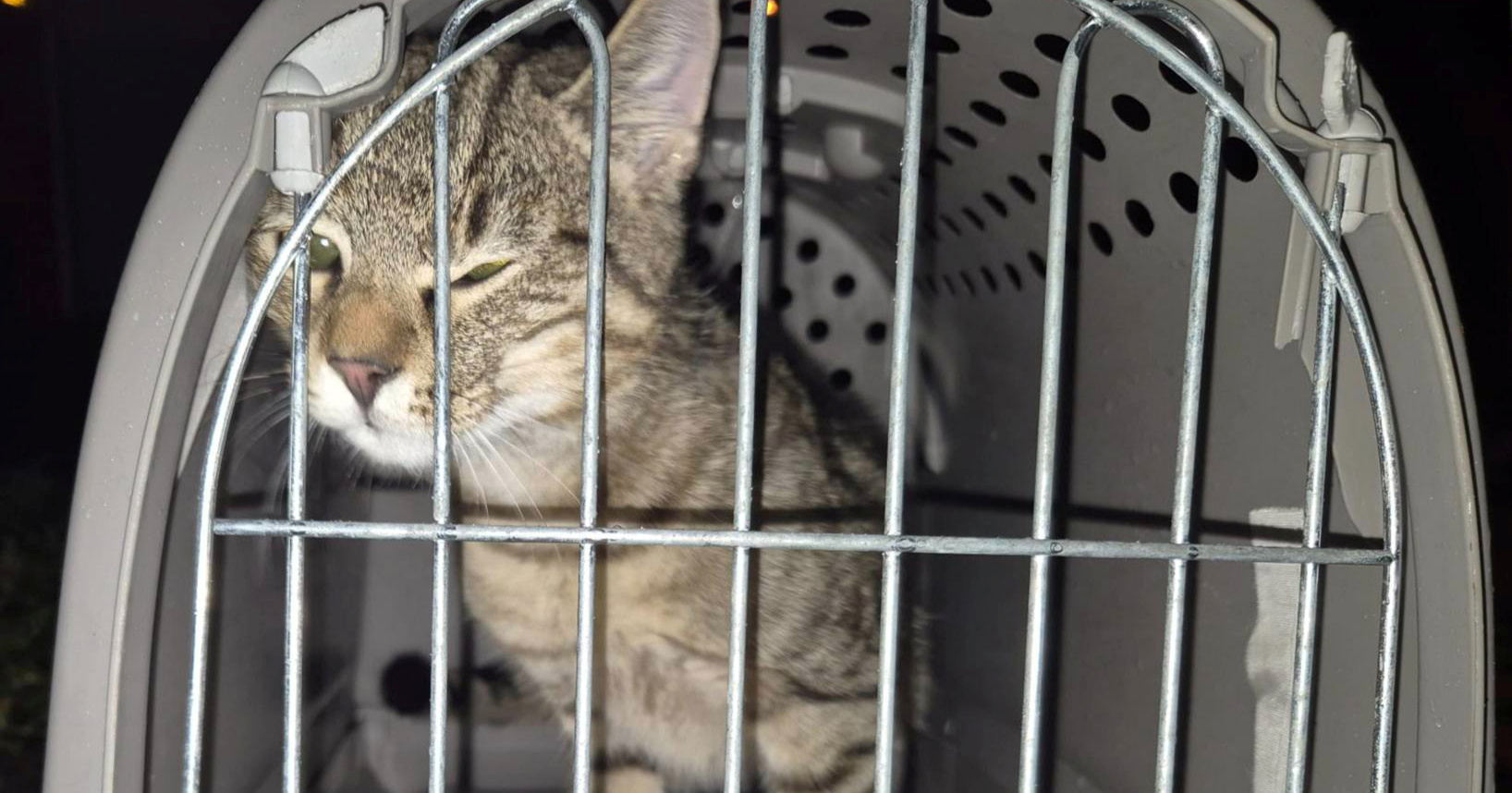 Mačak se u zagrebačkoj Dubravi popeo na stup javne rasvjete, spuštali ga vatrogasci