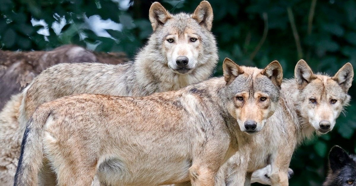 EU komisija predlaže da vukovi više ne budu strogo zaštićena vrsta