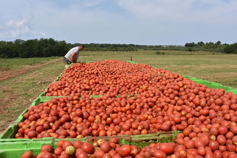 Smanjila se proizvodnja rajčice u Hrvatskoj, a porastao je uvoz