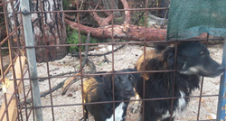 Zadarske volonterke traže obećanu pomoć: "Psi su u strahu, više ne možemo same"