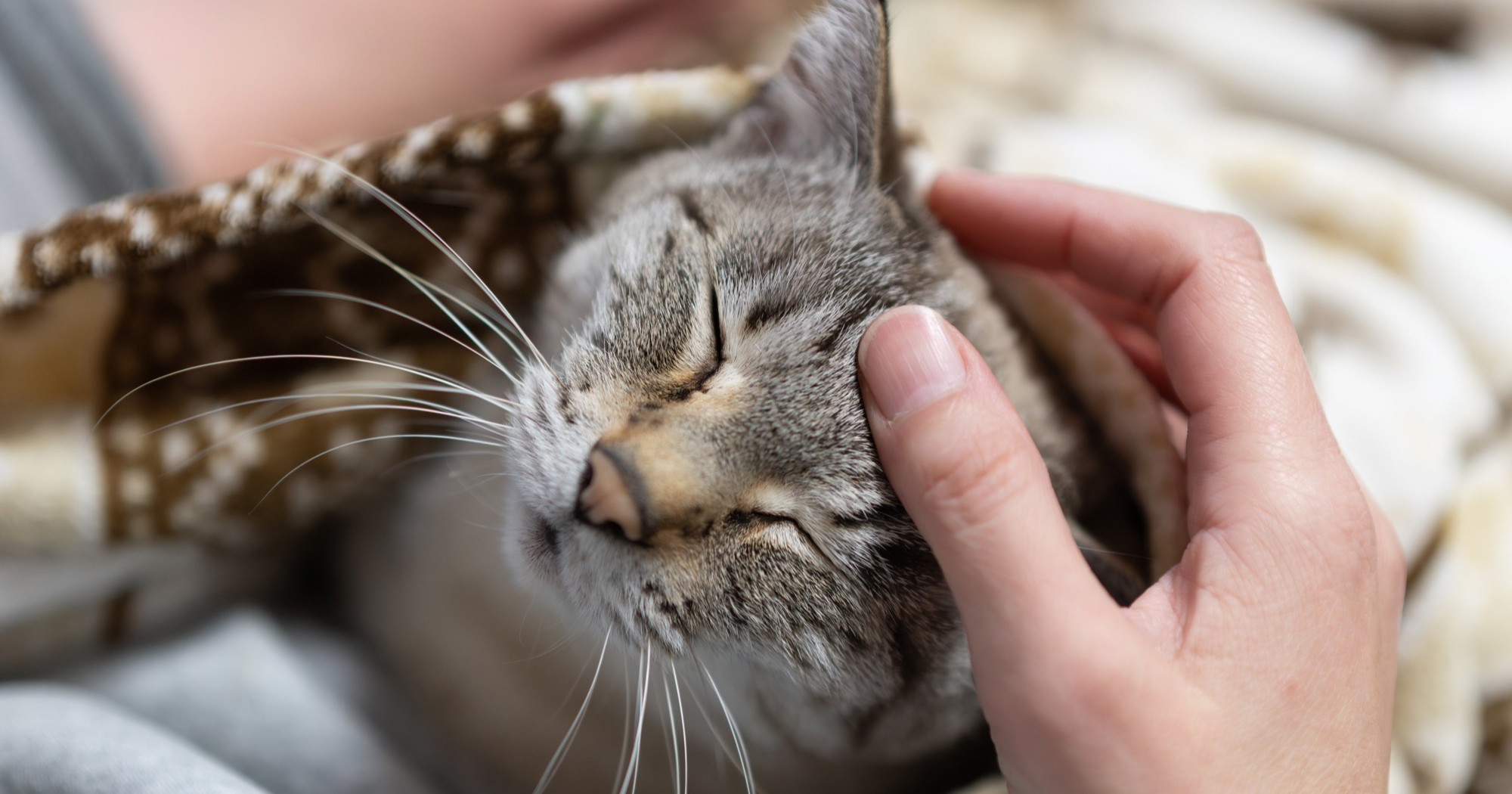 Mislite da se mačke ne vole maziti? Ovim znakovima pokazuju vam da uživaju