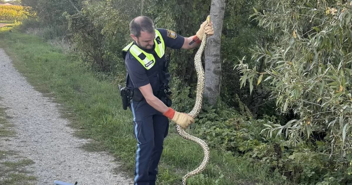 FOTO Žena uz obalu Dunava pronašla anakondu dugu dva metra