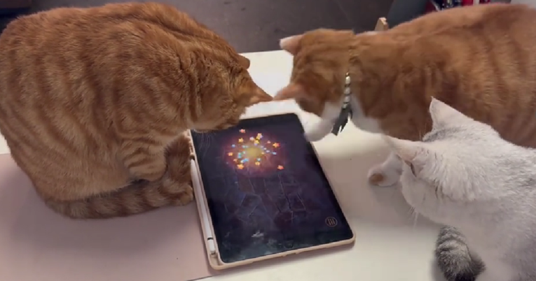 VIDEO Ove tri mačke obožavaju igrati igre na tabletu. Očito je kojoj najbolje ide