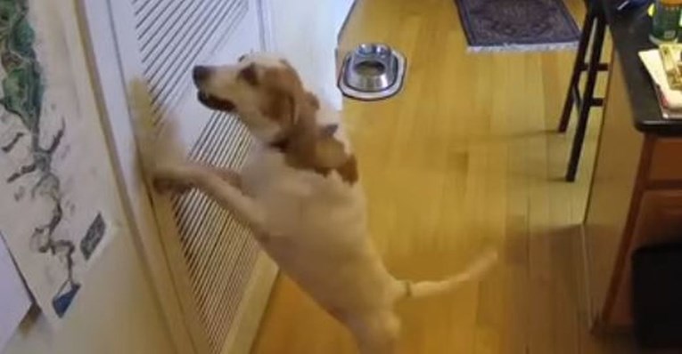 Nadzorna kamera snimila što je pas pokušao učiniti dok je bio sam u kući