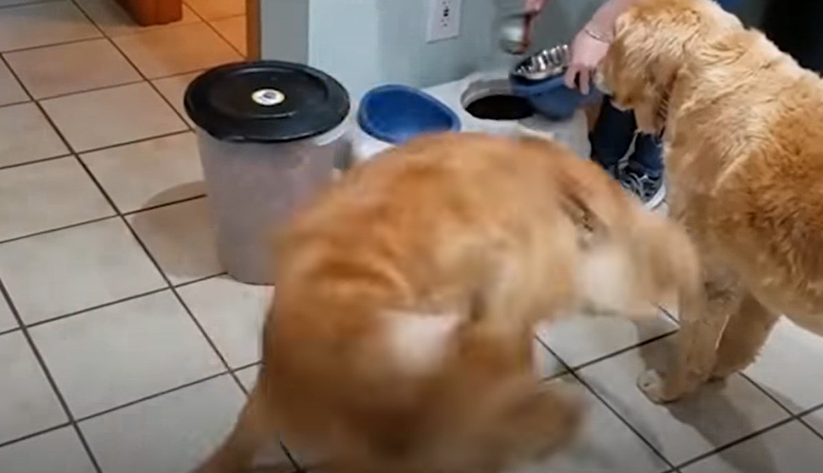 Ovaj pas je s jako dobrim razlogom dobio nadimak tornado