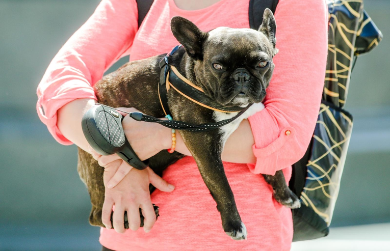 Preslatki buldog u centru Zagreba odustao je od šetnje i uvalio se u naručje vlasnice