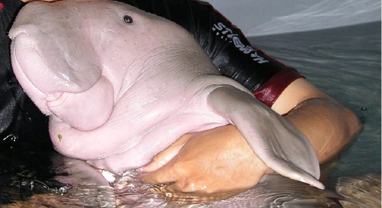 Pretužna vijest: Beba dugonga progutala previše plastike i uginula