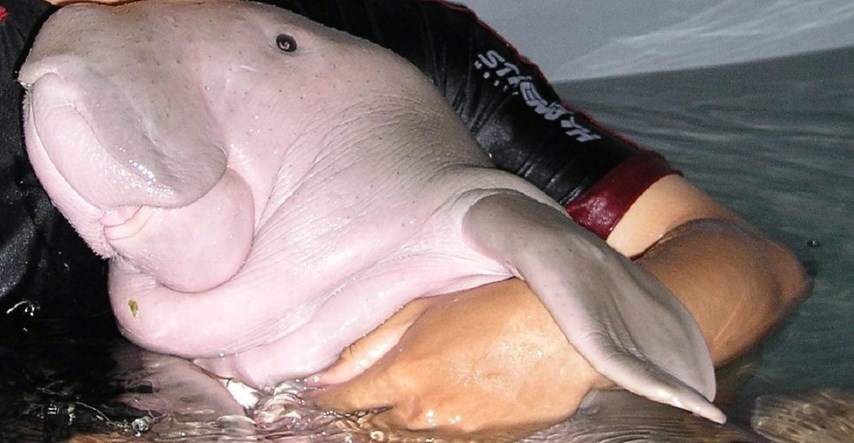 Pretužna vijest: Beba dugonga progutala previše plastike i uginula
