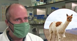 VIDEO Belgijski stručnjaci: Krv ljame može pomoći u borbi s koronavirusom