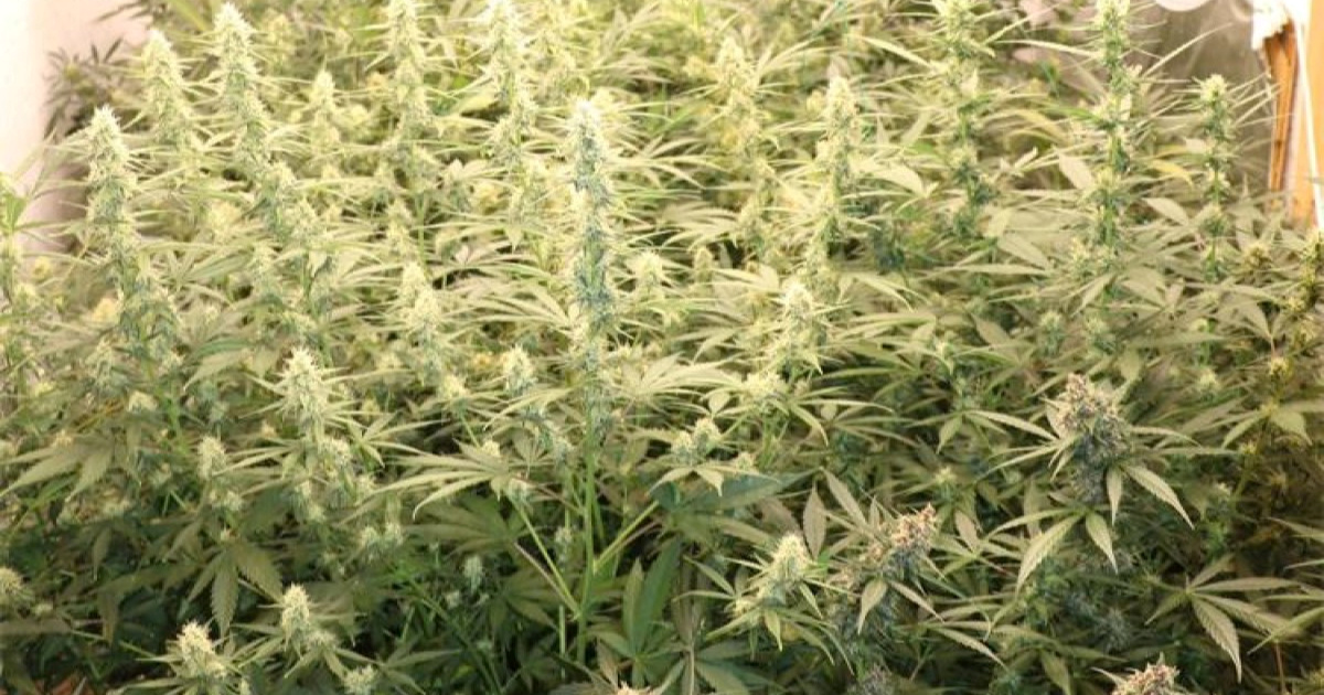 FOTO Mladić u Orahovici uzgajao marihuanu, policija pronašla 21 biljku