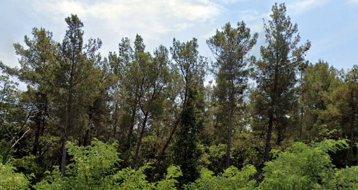 U šumi u Istri nađene ljudske kosti