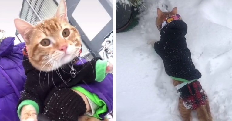 Paralizirani mačak Simba obožava snijeg, njegova sreća oduševila ljude na internetu