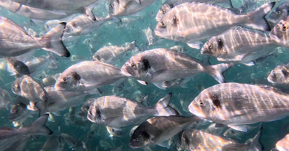 Hrvatski znanstvenici stvorili hranu za ribu koja štedi more, a daje više bolje ribe