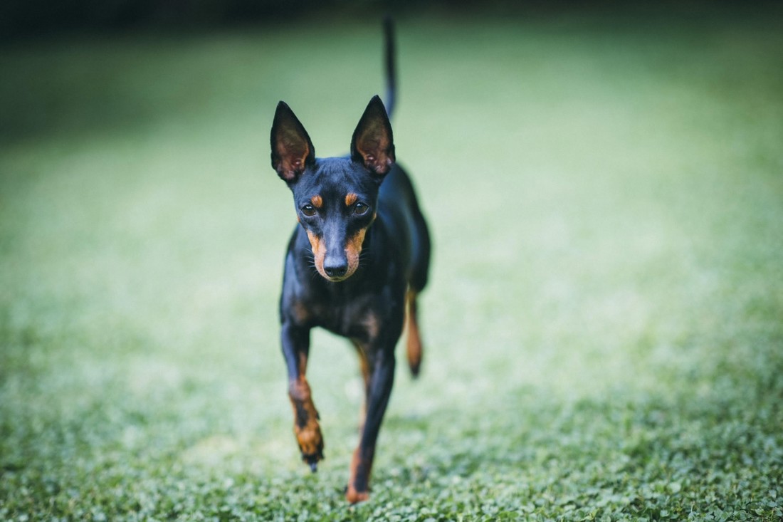 U Hrvatskoj su prava rijetkost, a ljudi ih često zamijene za "mini dobermane"