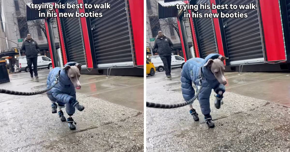Talijanski hrt ne zna hodati u zimskim čizmama, video je hit