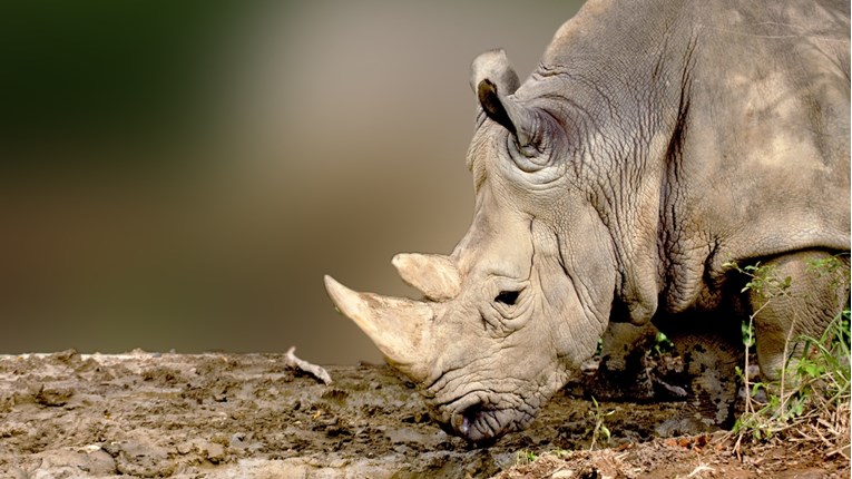 Znanstvenici potvrdili da ima nade za opstanak nosoroga