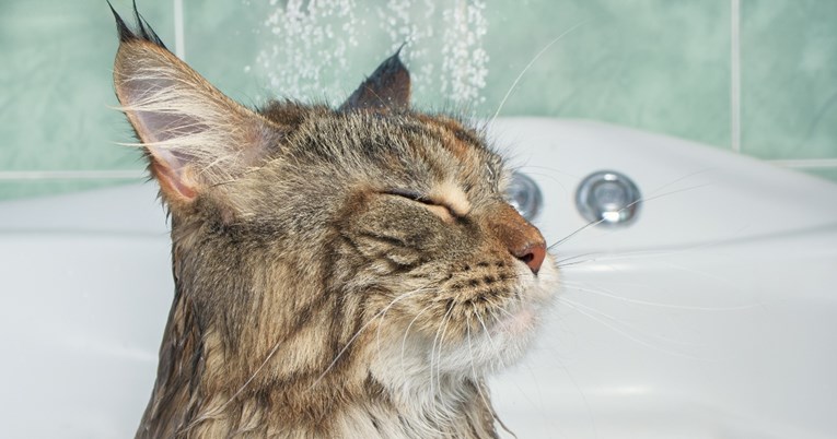 Mačke koje obožavaju vodu (da, postoje i takve)