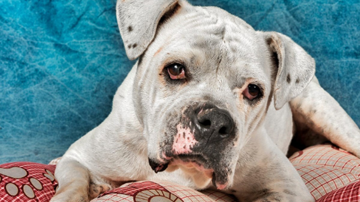 Ostavili su je vezanu za ogradu u Zagrebu i otišli, ali priča ima sretan kraj