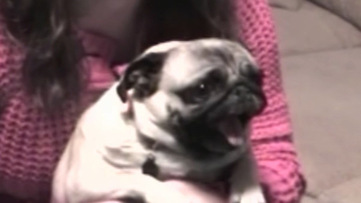 Ovaj mops je idealna publika za velike koncerte. Saznajte za&#x161;to